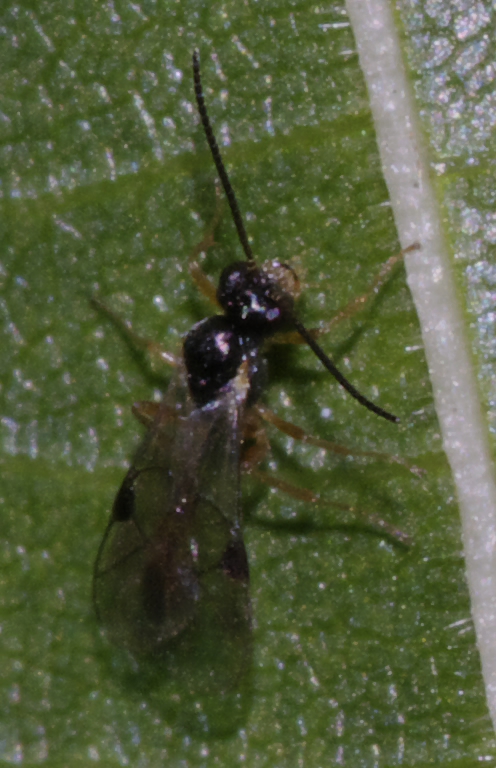 Piccoli Ichneumonidae (Tersilochinae)